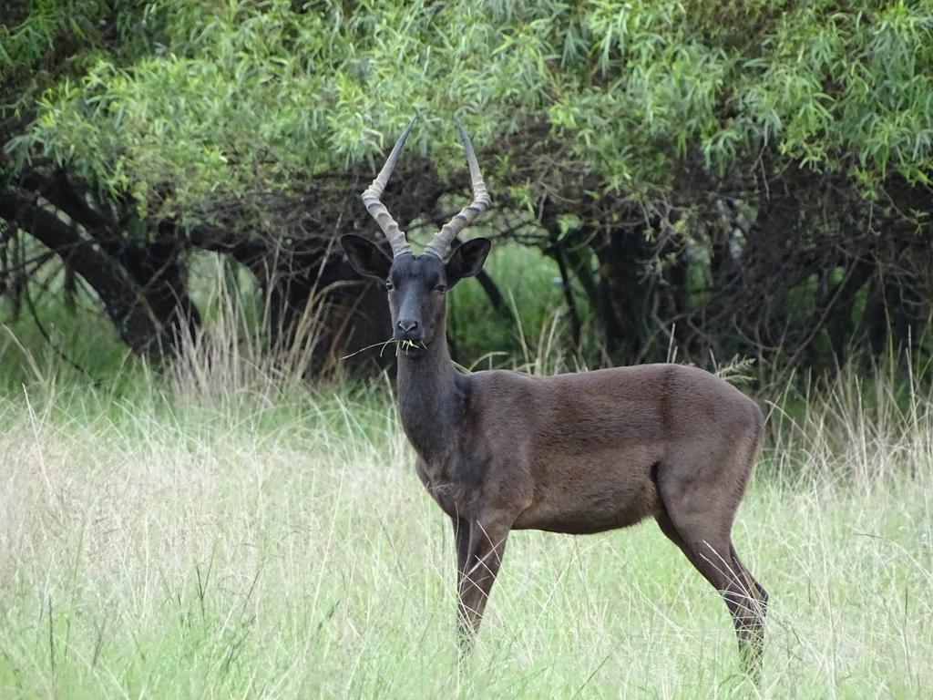 Abba Game Lodge Modimolle Kültér fotó